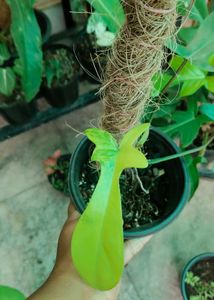 Florida Beauty Variegated Including Shipping