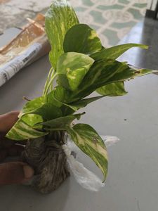 Money 🌱plants💯 Pure quality
