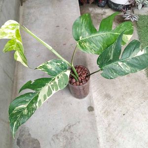 Varigated Epiprenum