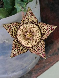 Combo Of 3 Cactus Cuttings