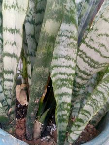 Live Plants, Sanseivera Air Purifier
