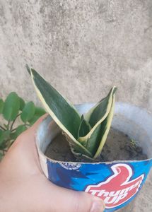 Snake Plant