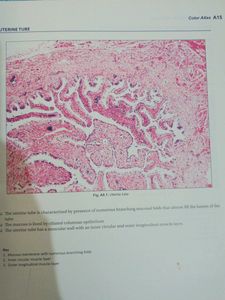 Histology Textbook