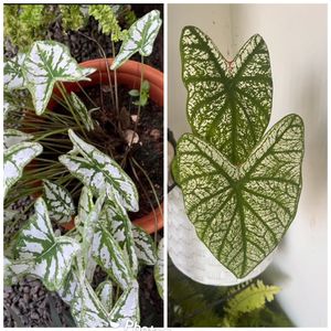 Xmas Caladium 2 Variety Combo