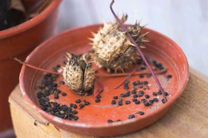 Datura Moon flower Seeds
