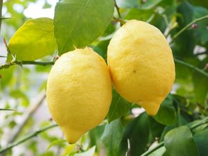 Pahadi Big Lemon 🍋 Plant Hight 5feet