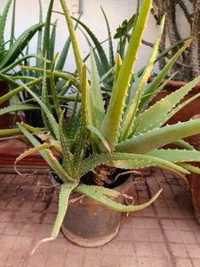 Organic Fresh Cut Aloe Vera Leaves . 5 Pieces.