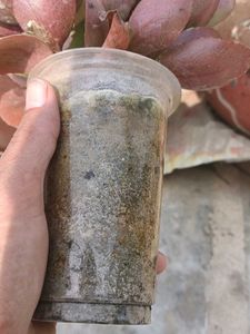 Cute Kalanchoe Plant