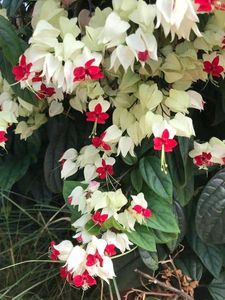 BLEEDING HEART Plant Pack Of 1