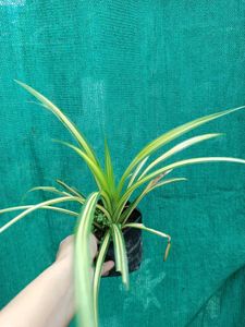 Veitchii Plant