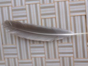 Real Eagle Feather 🪶