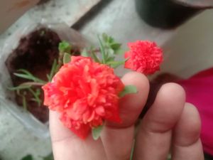 11 Plants In Offer Only Coins