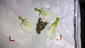 White Aprajita Flower Seeds