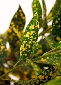Lemon Croton Big Size