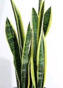 3 Variety Of Sensiviria (Pups)