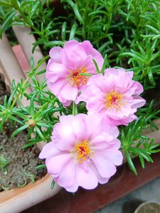 Pink Portulaca
