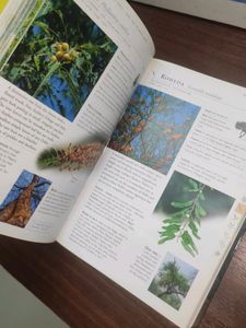 Trees Of Central India