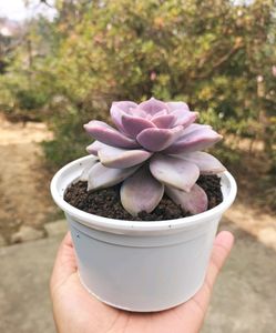 Purple Delight