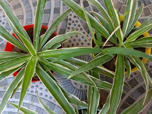 3 Spider Plant Combo