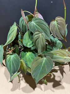 Huge plants moveout sale