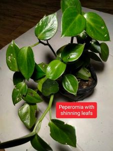 Assorted  Plants