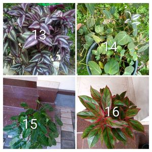 you can select 10 Live root plants