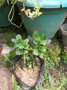 Rare Kalancho Flower