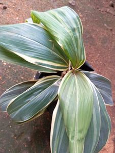 combo of Cordyline fruticosa and aglaonema Chinese