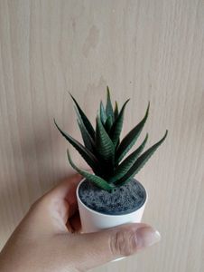 Artificial Succulent✨