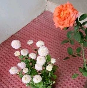 Set 2 Beautiful Gulab &amp; से Sewanti Plants