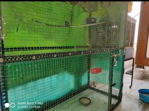 Bird Aviary Cage