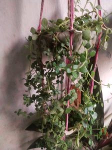 Combo Of 2 Tringle Heart Or Colious Cutting