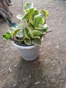 Variegated Baby Rubber Plant( Peperomia).