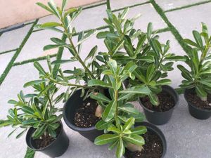 Live Plants (Rate: 150-350/-)