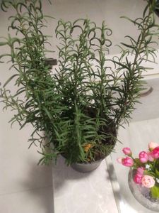 Rose Mary Plant With Root