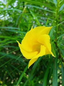 Yellow Oleander Sapling