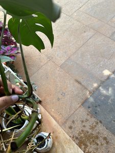 monstera deliciosa Swiss Cheese Plant Live Roots