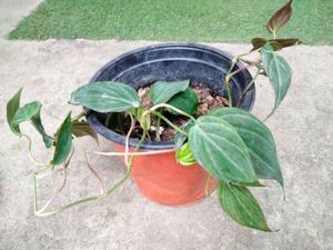 Philo, Pothos,Aglo N Begonia Combo Offer