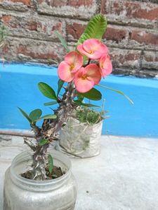 Cactus Flower Plant 🌵