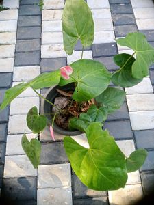 10 Live Root Plants