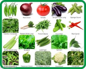 Vegetable Seeds 15pc