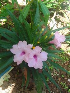 Petunia
