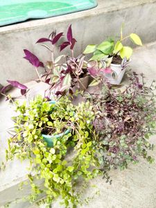 Hanging Plants Combo (4 Varities)