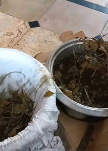 anti dandruff shampoo