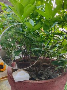 Mirror With Stand