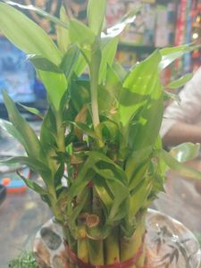 Money Plant