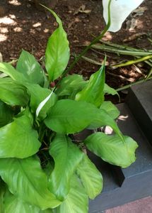 Natural Plants For Sale .