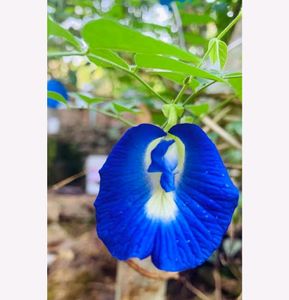 Clitoria Flower Plant Seeds