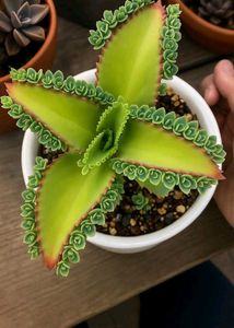 Plants Combo