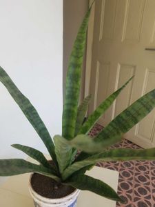 Snack Plant